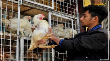 تراجع جديد يطمئن الأسواق.. أسعار الدواجن اليوم السبت 6 9 2025 تسجل انخفاضاً ملحوظاً هل بدأ موسم الخير؟ 1